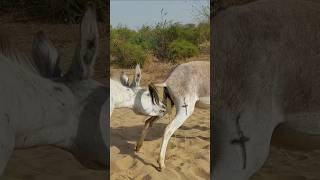 Donkeys full water #animals #natlanedit #success