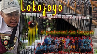 LOVE BIRD LOKOJOYO || Abah Deenz CLbK Team !!🔥Rawatan lb lokojoyo Mentil jemper Durasi ISTIMEWA