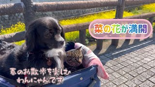 【狆とミニチュアダックスのMIX犬\u0026保護猫】菜の花を楽しむ日々