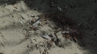 Sign up to take part in the 40th California Coastal Cleanup Day this weekend