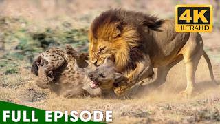 Lions vs Hyenas: The Battle for Survival in the Savannah (Full Episode) | Lion Documentary