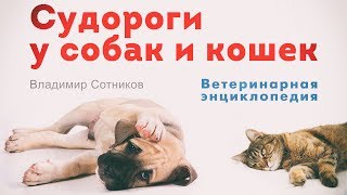 Судороги у собак и кошек