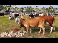 09-10-2024 Low and Middle Prices MilkingCows Fresh Rate on Gondal Mandi!Gondal Mandi latest update!