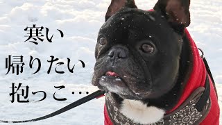 雪で足が冷たい犬、お散歩なかなか前に進まず