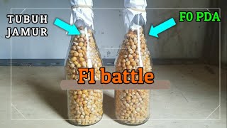 Bibit F1 dari PDA vs F1 dari tubuh jamur