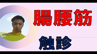 筋肉×触診　【腸腰筋】　腸腰筋の触診方法