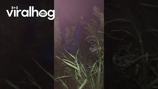 Man Falls Off Fence After Removing Sign || ViralHog