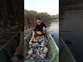 Melepaskan kembali ikan buntal #fishing #Pufferfish #patehinte