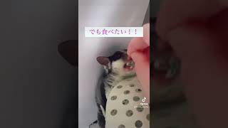 忍んで餌を食べるモモンガが面白い🤣#フクロモモンガ  #フクモモ  #動物  #みゅうふぁみりー  #sugarglider