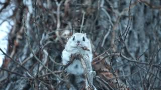 【4K】Siberian flying squirrelエゾモモンガのモグモグタイム