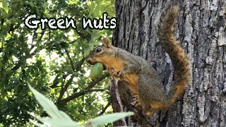 Squirrels eating green nuts