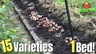 15 Potato Varieties From ONE Garden Bed? Amazing Results!