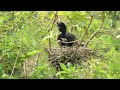 BIRD Natural AREA #birds #nature #amazon