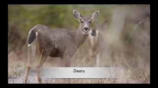 DEERS \