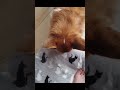 お散歩？なわけないか…の犬 a video of a dog where nothing happens shorts