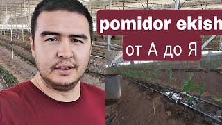 POMIDOR EKISH TUG'RI USULI  NOLDAN  ПОМИДОР ЭКИШ