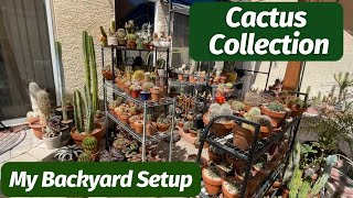 Cactus Collection Backyard Setup 2023