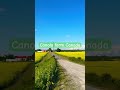 Canola farms,Canada #farming #gardening #canada #flowers #blossoms