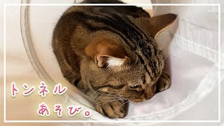 【ほっけ】ネコが最近地味に好きな遊び方【アメショ】#猫