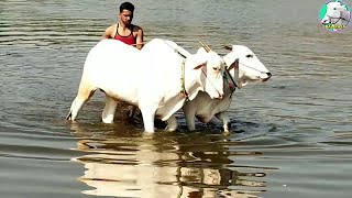 || Beautiful Khillari Bulls Along With Farmer ||