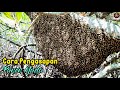 Cara Mengambil Madu Lebah Hutan❗| Membuat Pengasapan Untuk Panen Madu❗