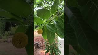 #trending #krishna #shorts #video #hyderabad weather Kadamb ka ped