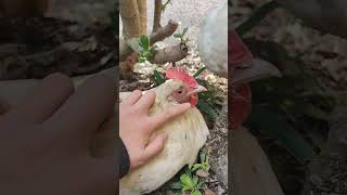 patting molly pt.2              #chicken #cute #cuteanimals #mypetchicken #aww