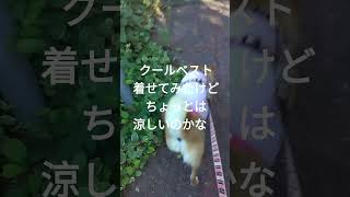 蝉しぐれの散歩道をクールベストでお散歩 #柴犬の散歩