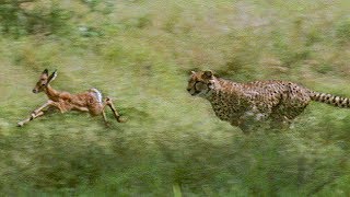 Cheetahs Prey on a Young Impala | First kill | BBC Earth