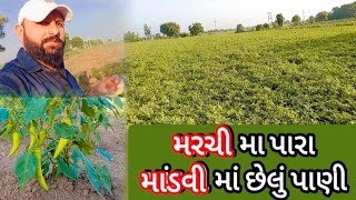 મરચી મા પારા અને માંડવી માં છેલું પાણી || village life 🥰