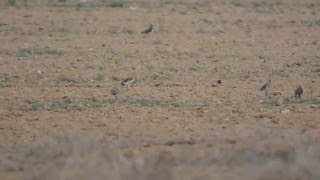 Sociable Lapwing/Кречётки