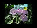 ipomea ipomoea carnea ipomea thegreenworldstudy