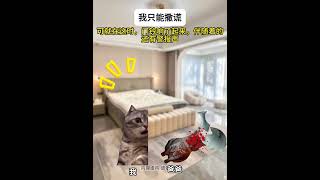 第1集 | 我只能撒谎......#catmemes #cat #爽文 #小说 #故事 #短剧 #story #悬疑 #推文 #一口气看完 #复仇 #虐文 #已完结 #情感 #案件 #侦探 #亲子