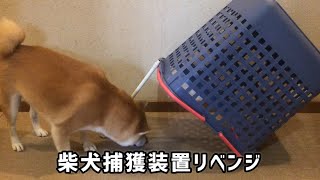 【改訂版】柴犬捕まえ方講座。