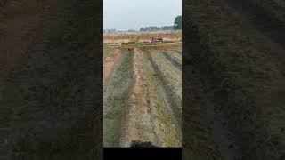 Maize cropping in rows || how to grow maize in rows