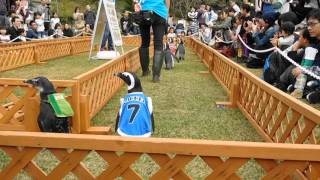 掛川花鳥園バードショー～ペンギン(2)