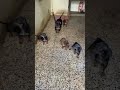 shorts worlds most beautiful dachshund puppies