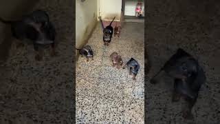 #Shorts - Worlds Most Beautiful dachshund puppies