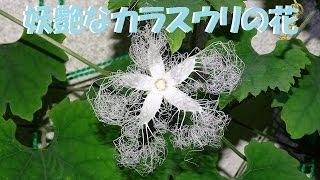 カラスウリの開花（高速再生）