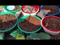 Must Try ! Battambang  Street Food and Night Market - Countryside Clan