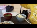 【しゃべる猫】一緒に寝てくれなくて寂しかったとぼやいたら急に優しくしてくれる猫【しおちゃん】