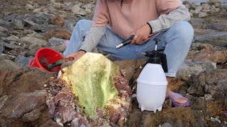 Light green fluorite ore/preserved best-looking crystal stone/four crystals which one do you like?