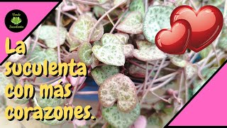 Cuidados y propagación de la hermosa Ceropegia woodii (dos corazones en un hilo).