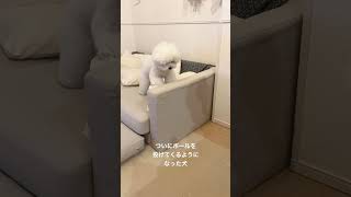 ついにボールを投げるようになりました #bichonfrise #dog #ビションフリーゼ #ショート動画 #cute #おもしろ動画 #pet #cutedog