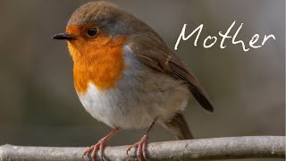 Mother – A Heartbreaking Tribute Song for Mothers in Heaven | Grief, Loss & Remembrance
