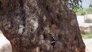 Wiedehopf - Hoopoe, 2019-04-26-1, Cyprus Migration Bird