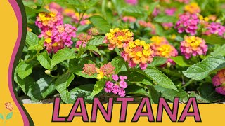 Our Complete Review of Lantana! (Lantana camera)