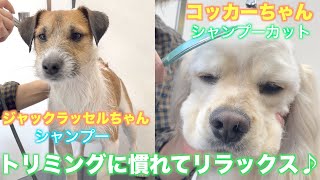 【トリミング】トリミングに慣れてリラックスしてくれるジャックラッセルちゃんとコッカーちゃん♪【ぽちくん】\u0026【まるくん】2022年2月4日(金)