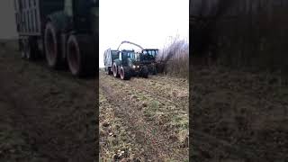 Claas 950 SRC Willow harvesting a 3 year old crop Salix