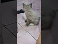 yg sering bgt maksa masuk kamar #shortvideo #shorts #kucing